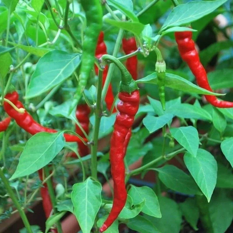 Piment de Cayenne (Très piquant) Graines