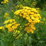 Tanaisie (Tanacetum vulgare) Graines
