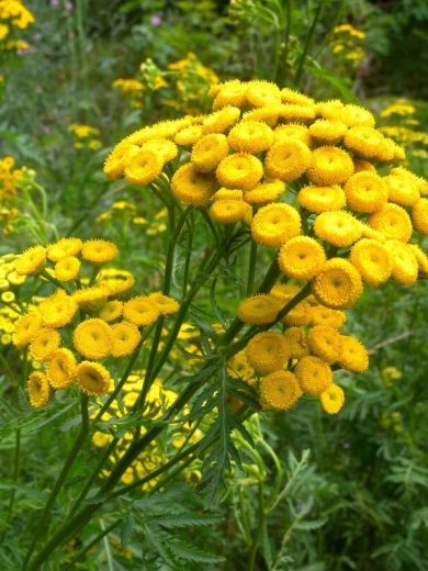 Tanaisie (Tanacetum vulgare) Graines