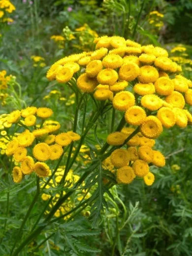 Tanaisie (Tanacetum vulgare) Graines