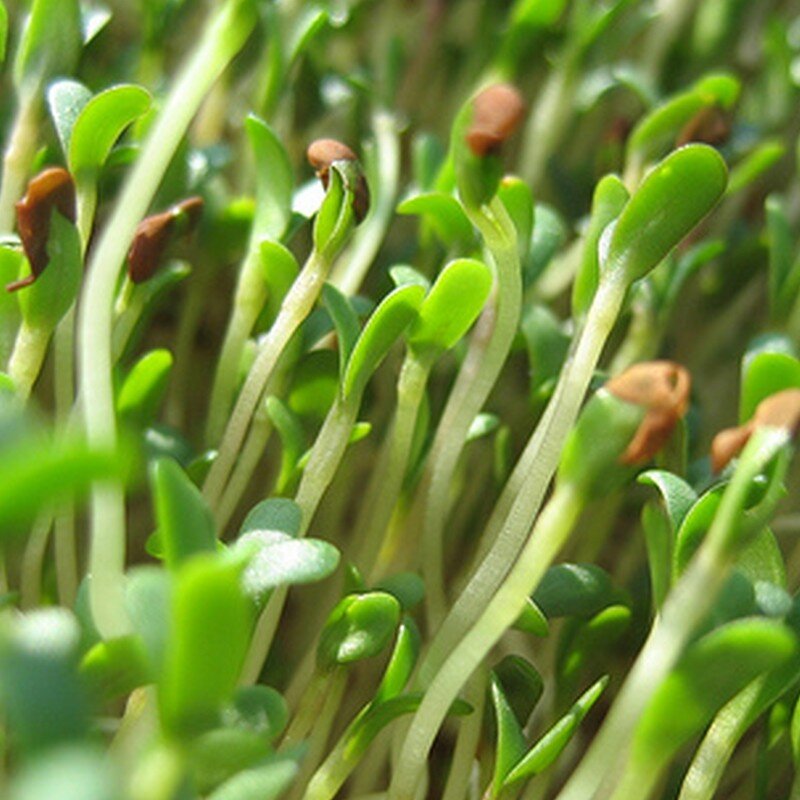 Luzerne "Alfalfa" (Micro-pousses) Graines