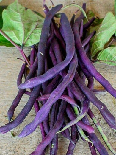 Haricot à rames 'Blauhilde' (Variété mangetout) Graines