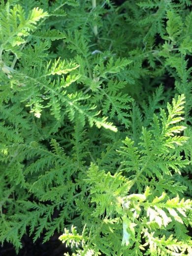 Armoise africaine Véritable (Artemisia afra) Plant
