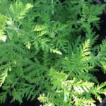 Armoise africaine Véritable (Artemisia afra) Plant