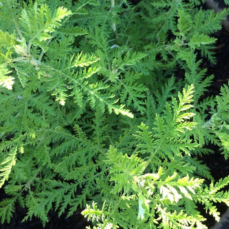 Artemisia Afra African Wormwood Plants Alsagarden Artemisia Afra African Wormwood Plants Alsagarden