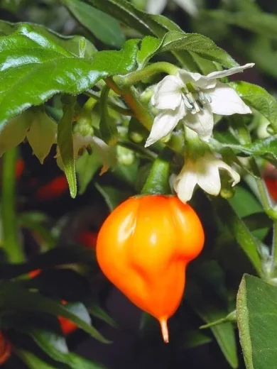 Piment 'Habanero Orange' Graines
