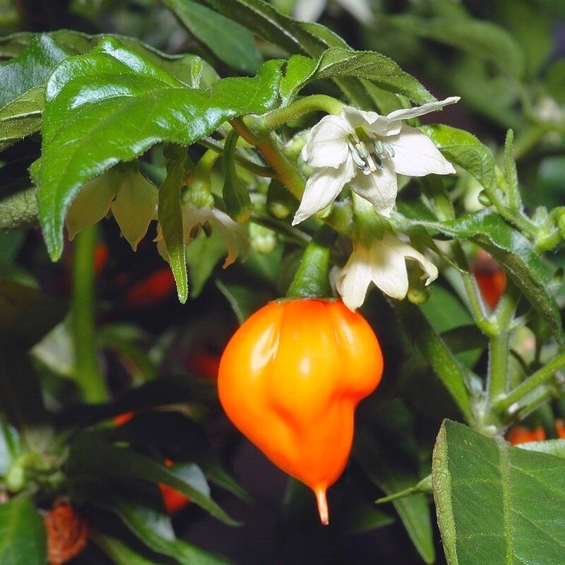 Piment 'Habanero Orange' Graines