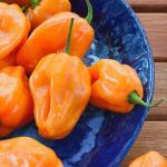 Piment 'Habanero Orange' Graines
