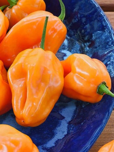 Piment 'Habanero Orange' Graines