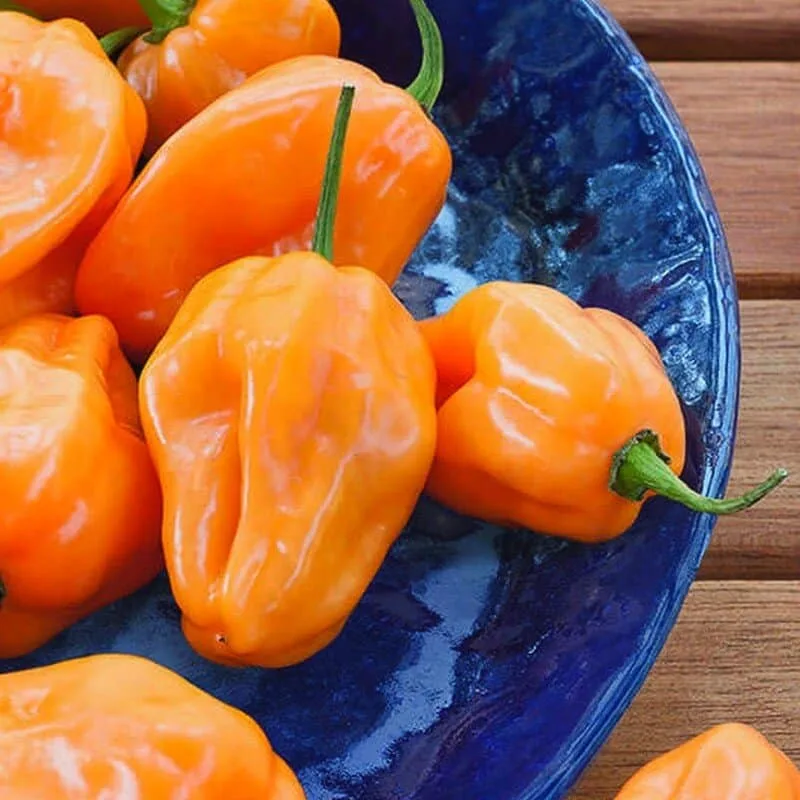 Piment 'Habanero Orange' Graines