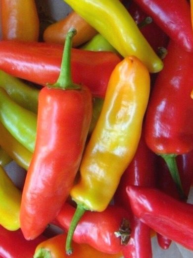 Piment rouge 'Hungarian Hot Wax' Graines