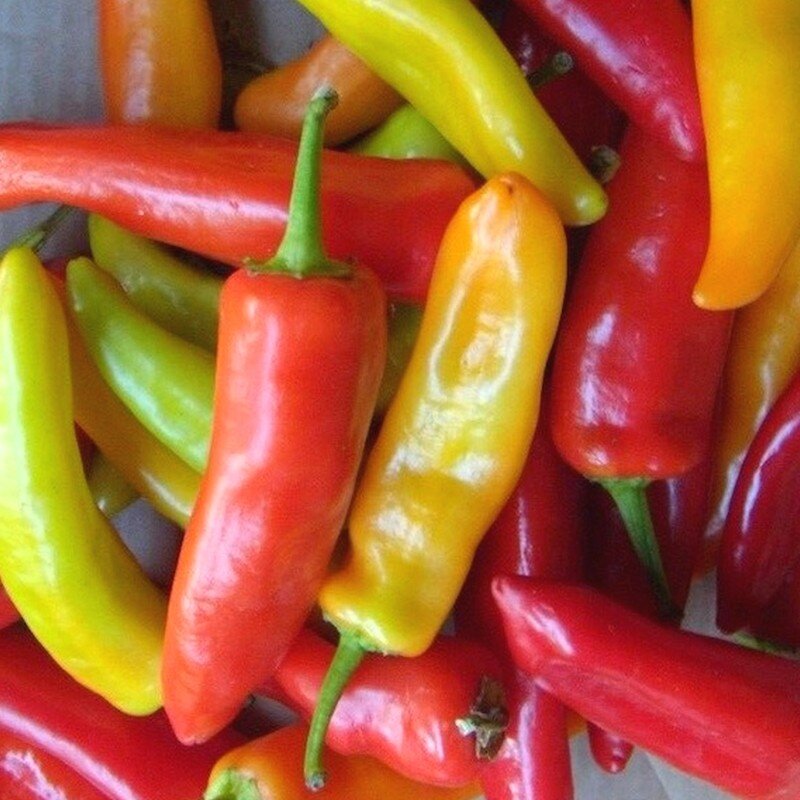 Piment rouge 'Hungarian Hot Wax' Graines