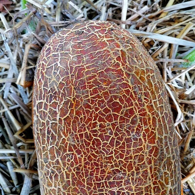 Concombre 'Kaiser Alexander' (Variété ancienne) Graines