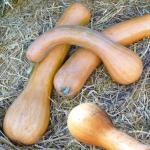 Courge 'Longue de Nice' (Variété ancienne) Graines