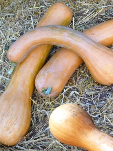 Courge 'Longue de Nice' (Variété ancienne) Graines