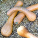 Courge 'Longue de Nice' (Variété ancienne) Graines