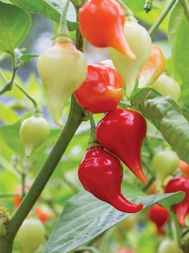 Piment Petit Bec 'Biquinho' (Capsicum chinense) Graines