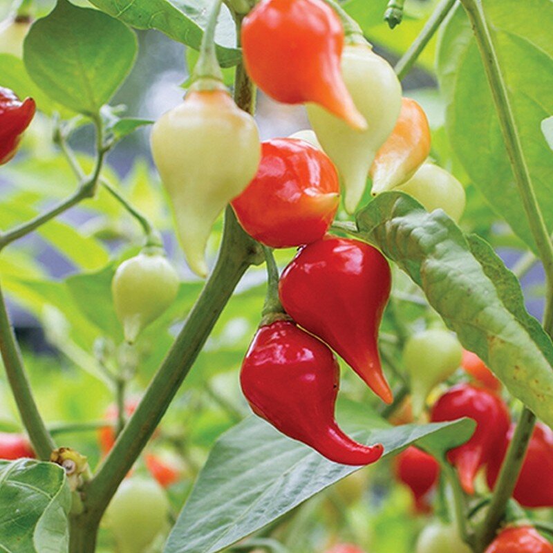 Piment Petit Bec 'Biquinho' (Capsicum chinense) Graines - Alsagarden