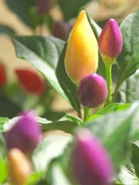 Piment Arc-en-ciel 'Bolivian Rainbow' (Capsicum annuum) Graines