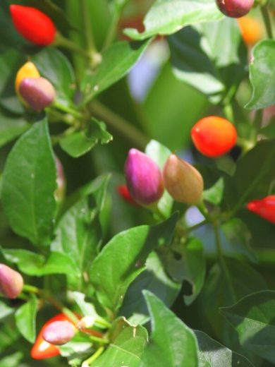 Piment Arc-en-ciel 'Bolivian Rainbow' (Capsicum annuum) Graines