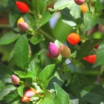 Piment Arc-en-ciel 'Bolivian Rainbow' (Capsicum annuum) Graines