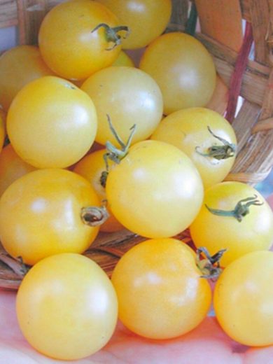 Tomate 'Mirabelle Blanche' (Variété ancienne) Graines