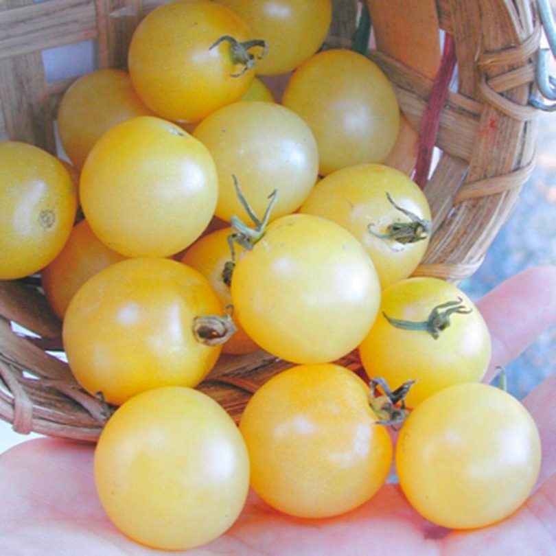 Tomate 'Mirabelle Blanche' (Variété ancienne) Graines