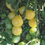 Tomate 'Mirabelle Blanche' (Variété ancienne) Graines