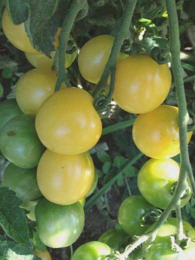 Tomate 'Mirabelle Blanche' (Variété ancienne) Graines