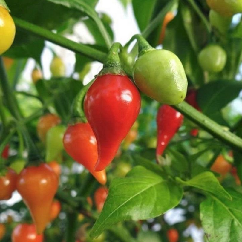 Piment Petit Bec 'Biquinho' (Capsicum chinense) Graines – Image 2