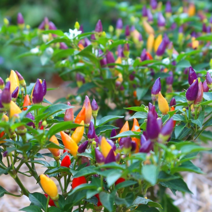 Piment Arc-en-ciel 'Bolivian Rainbow' (Capsicum annuum) Graines – Image 2