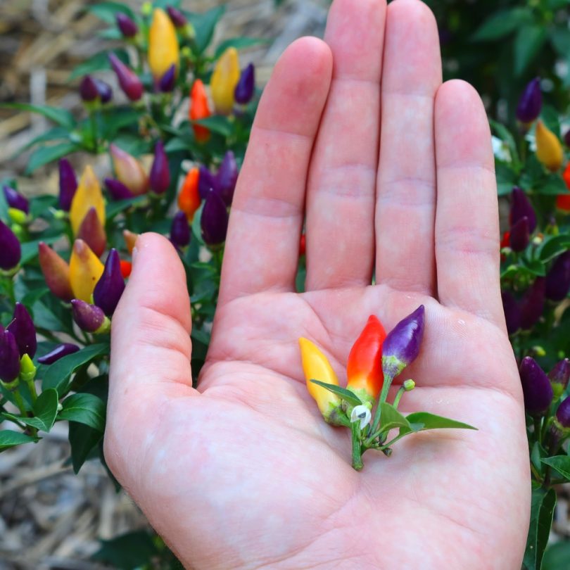Piment Arc-en-ciel 'Bolivian Rainbow' (Capsicum annuum) Graines – Image 3