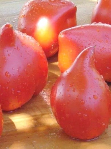 Tomate 'Téton de Vénus Rouge' Graines