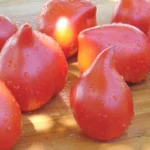 Tomate 'Téton de Vénus Rouge' Graines