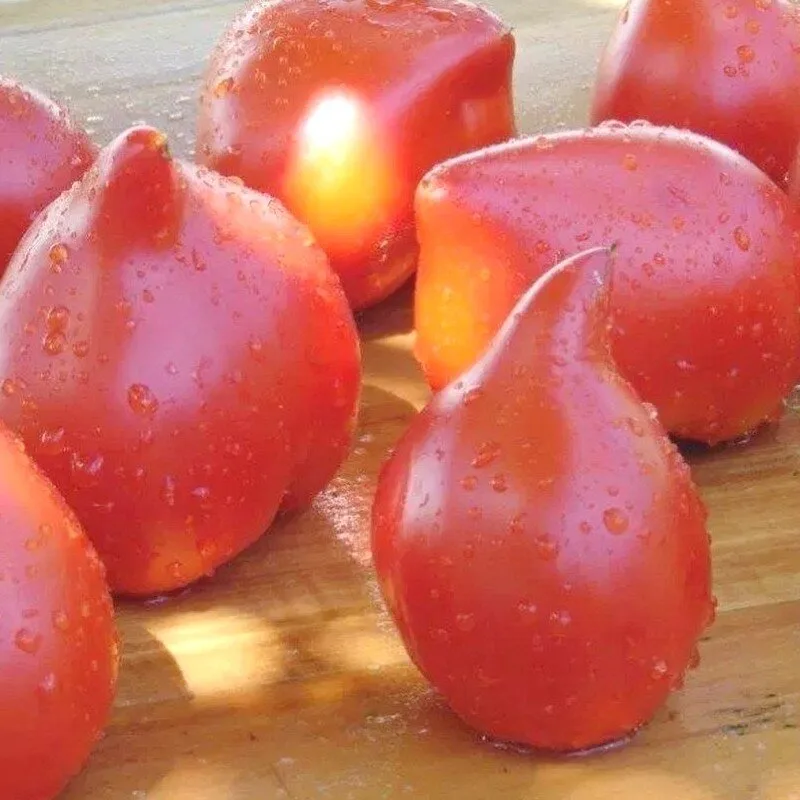 Tomate 'Téton de Vénus Rouge' Graines