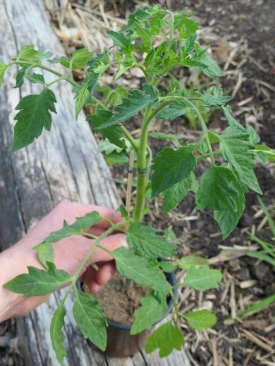 Tomate cerise noire 'Black cherry' Graines