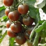 Tomate cerise noire 'Black cherry' Graines