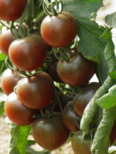 Tomate cerise noire 'Black cherry' Graines