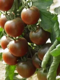 Tomate cerise noire 'Black cherry' Graines