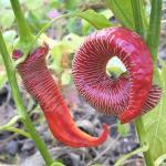 Piment 'Eléphant' (Capsicum annuum) Graines