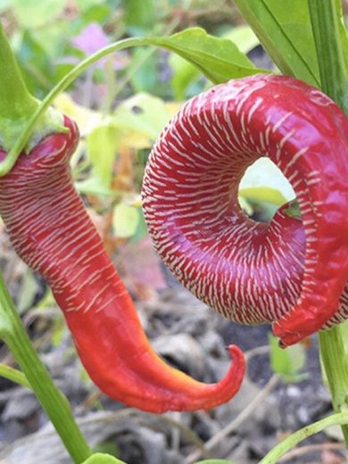 Piment 'Eléphant' (Capsicum annuum) Graines