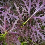 Moutarde asiatique 'Rouge Metis' (Brassica juncea) Graines