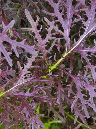 Moutarde asiatique 'Rouge Metis' (Brassica juncea) Graines