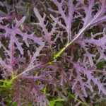 Moutarde asiatique 'Rouge Metis' (Brassica juncea) Graines