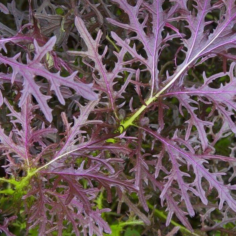 Brassica juncea 'Rouge Metis' Seeds - Alsagarden