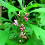Agripaume du Japon (Leonurus japonicus) Graines