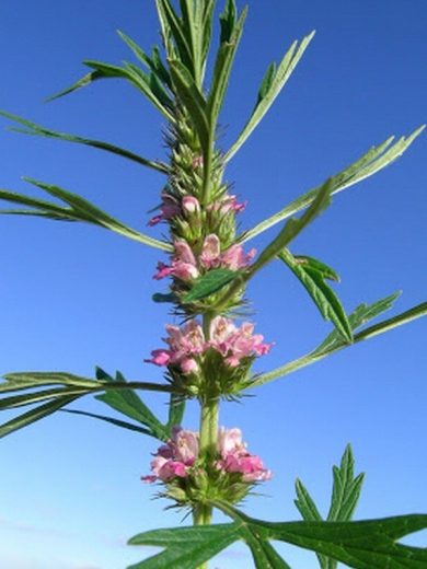 Agripaume du Japon (Leonurus japonicus) Graines