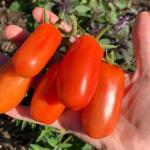 Tomate Rouge 'San Marzano' Graines
