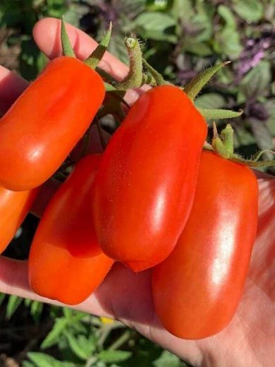 Tomate Rouge 'San Marzano' Graines