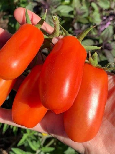 Tomate Rouge 'San Marzano' Graines